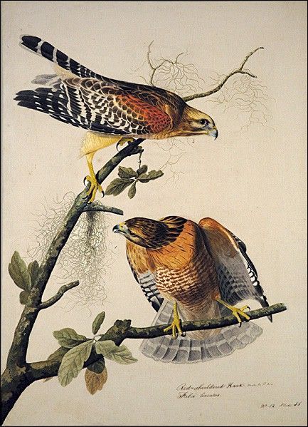John James Audubon Red-Shouldered Hawk